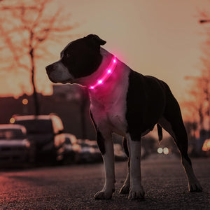 Rechargeable LED Dog Collar - Water-Resistant, Light Up, Flashing, Glowing for Night Safety - Adjustable Illuminated (S, Pink)