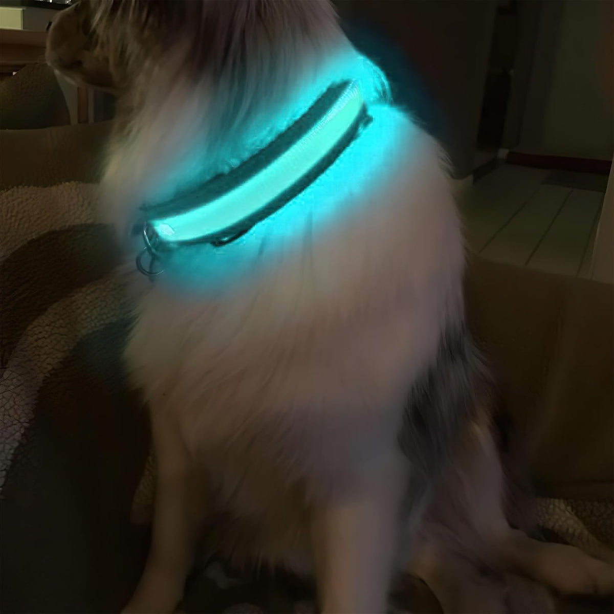 Light up Dog Collars - LED Dog Collar Rechargeable Lighted Dog Collars for Night Resistant-Water Glow Dog Collar