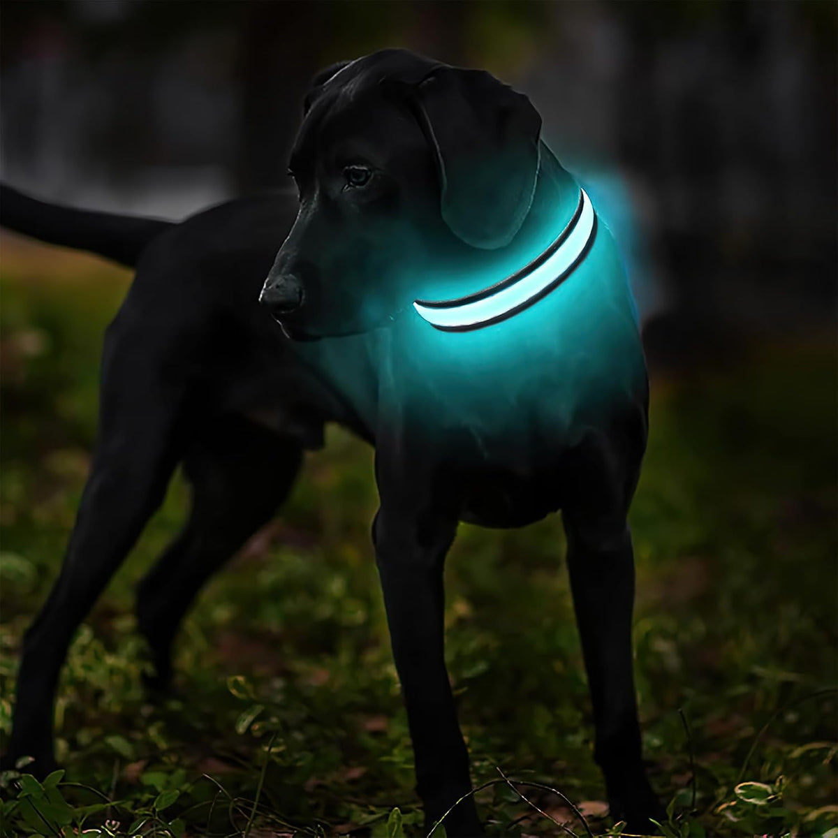 Light up Dog Collars - LED Dog Collar Rechargeable Lighted Dog Collars for Night Resistant-Water Glow Dog Collar